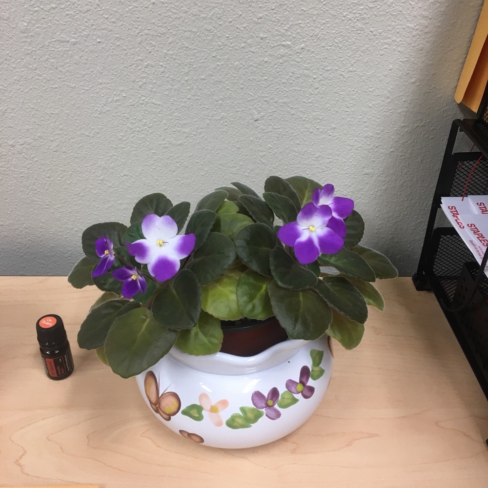 Meet your Posher, Jaime